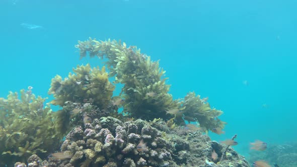 View Underwater on Corals with Swaying Seaweeds and Fishes Swimming Around.