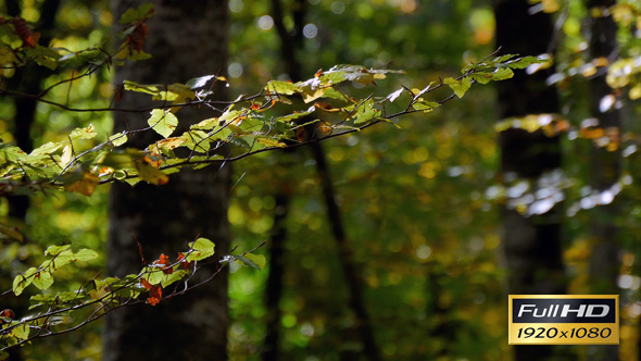 Beech Forest Branches with Leaves in Early Fall