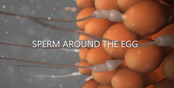 Sperm Around The Egg