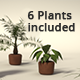 Potted Plants Set - 3DOcean Item for Sale