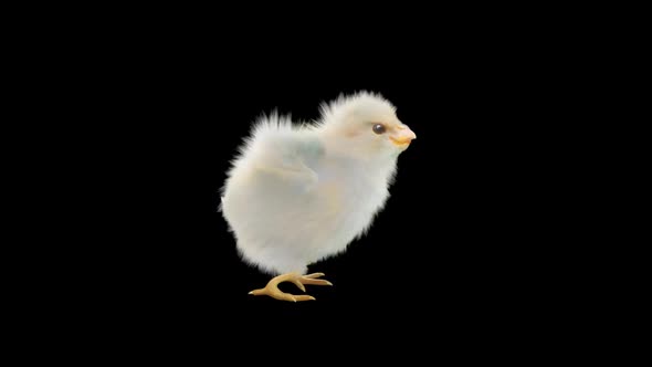 Baby Chicks Dancing HD