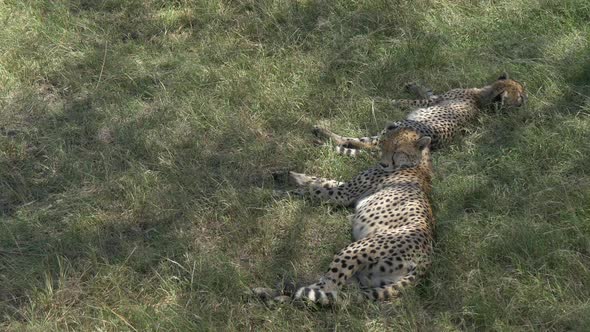 Two cheetahs lying in the green grass