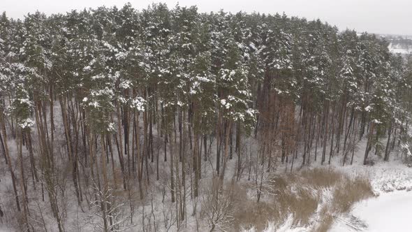 Aerial Outskirts Of The Snowy Forest