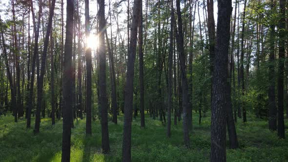 Summer Forest with Pine Trees Slow Motion