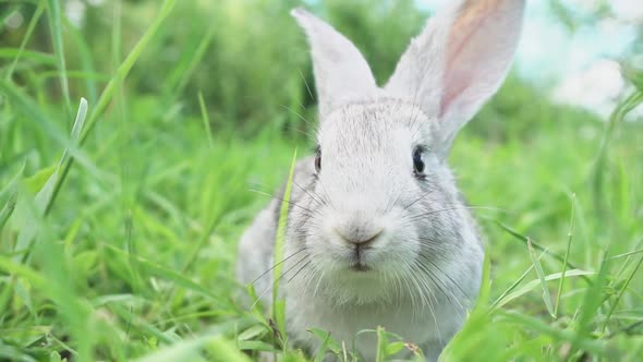 Cute Fluffy Light Gray Easter Bunny Sits on a Green Meadow in Sunny Weather Closeup