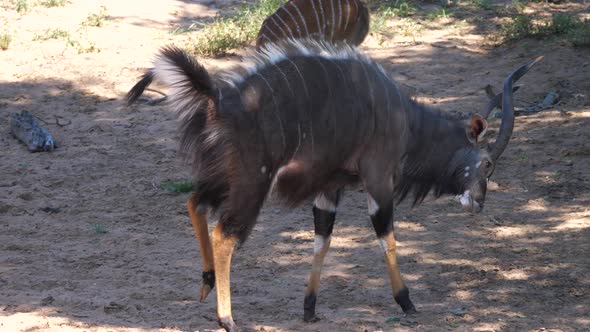 Male Lesser kudu walks slowly around the herd