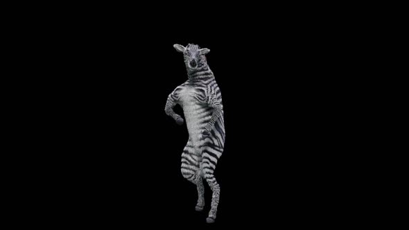 59  Zebra Dancing HD