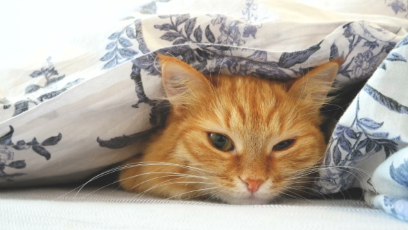 Cute Ginger Cat Lying in Bed Under a Blanket. Fluffy Pet Comfortably Settled To Sleep. Cozy Home