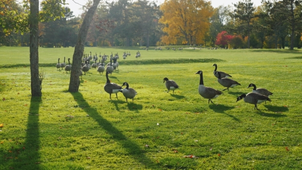 On Green Meadow Walks Flock of Canada Geese. Clear Autumn Day, Long Shadows Before Sunset