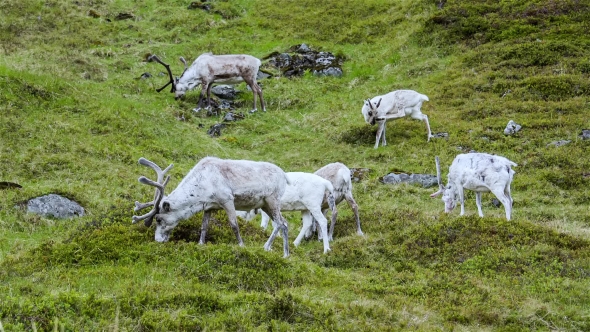 Reindeer