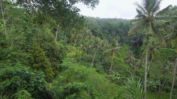 Densely Overgrown Green Jungle. Lots of Tall Palm Trees in a Tropical Forest. Incredibly Beautiful