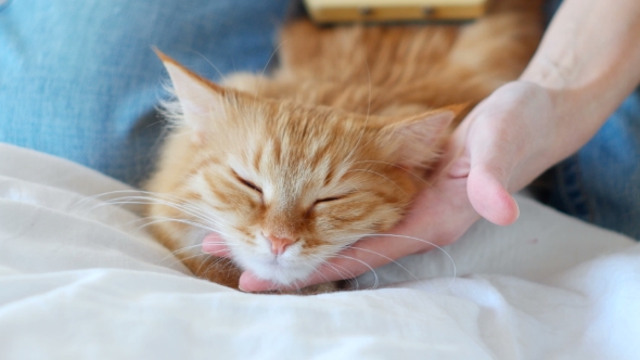 The Woman Combs A Dozing Cat's Fur. Ginger Cat Lies On White Blanket