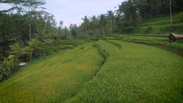 Green Plantation Rice Field View with Small Wooden Houses