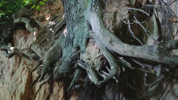 Zoom Shot of Exposed Tree Roots