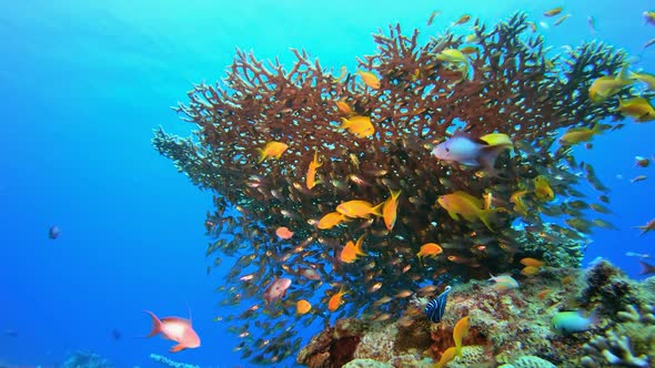 Colorful Fish Glassfish