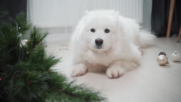 Dog Sitting Near Dropped Christmas Tree in Living Room