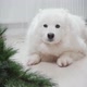 Dog Sitting Near Dropped Christmas Tree in Living Room - VideoHive Item for Sale