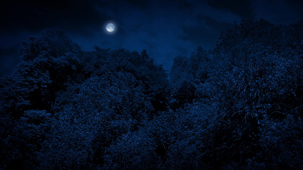 Large Woodland Trees With Moon Above