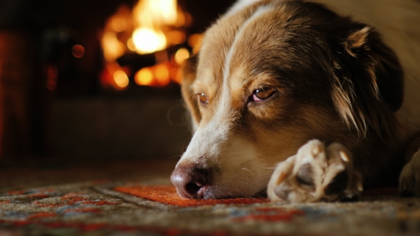 Portrait of Australian Shepherd, Dozing Near the Fireplace