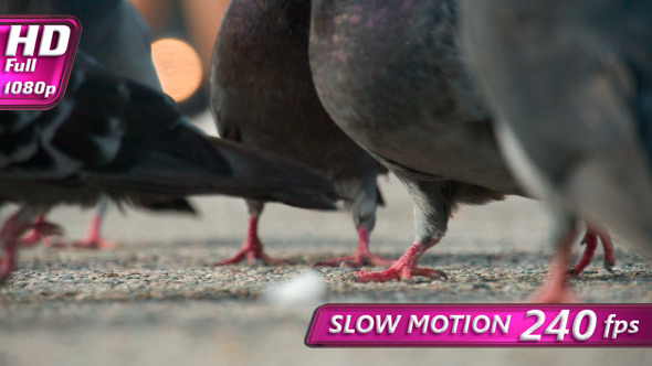 Urban Pigeons Walking On Asphalt