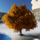 The Big Tree - VideoHive Item for Sale