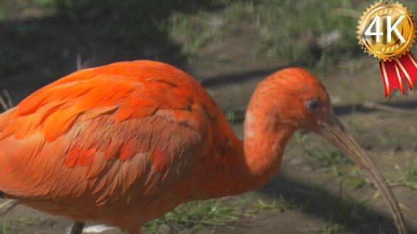 Scarlet Ibis on Meadow in Sunny Day Bright Red