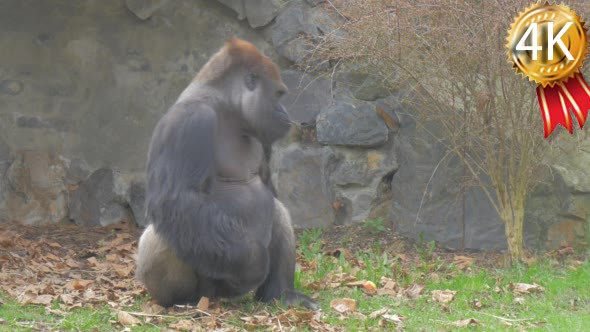 Visitor of a Zoo Has Thrown an Orange in Gorilla