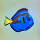 Fish Paracanthurus hepatus low-poly - 3DOcean Item for Sale