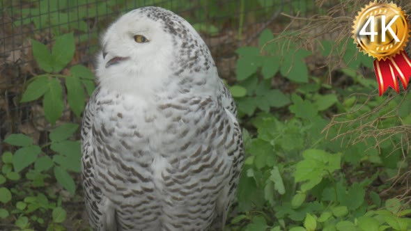 Polar Owl Turns Its Head in the Aviary of the Zoo