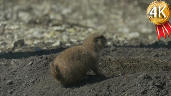 Ground Squirrel on a Sandy Ground at the Hole