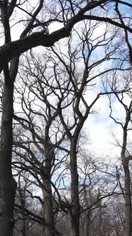 Vertical Video of the Forest with Trees Without Leaves Slow Motion