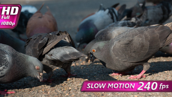 Pigeon Flock Pecks Grain On The Square