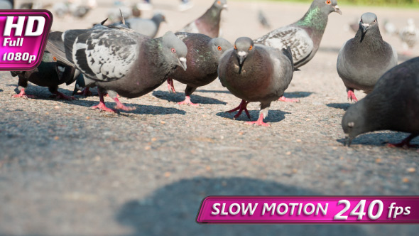 Pigeons Flock Seeing Food