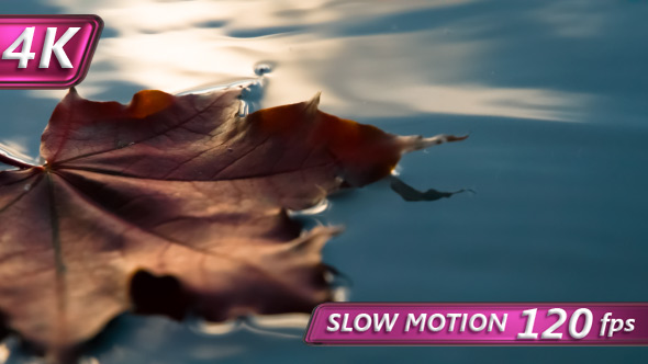 Autumn Leaf Fall In A Puddle alt