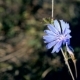 Common Chicory Flower in Summer - VideoHive Item for Sale