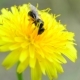 Bee Collects Pollen on Yellow Dandelion - VideoHive Item for Sale
