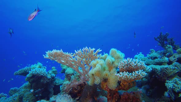 Underwater Background Tropical View