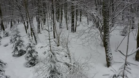 Flying above snow covered trees in winter forest. Shot from drone.