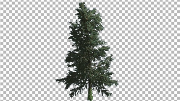 White Fir Thin Trunk and Branches Coniferous