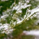Snowy Tree - VideoHive Item for Sale
