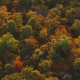 Flying Above Fall Trees at Sunset - VideoHive Item for Sale