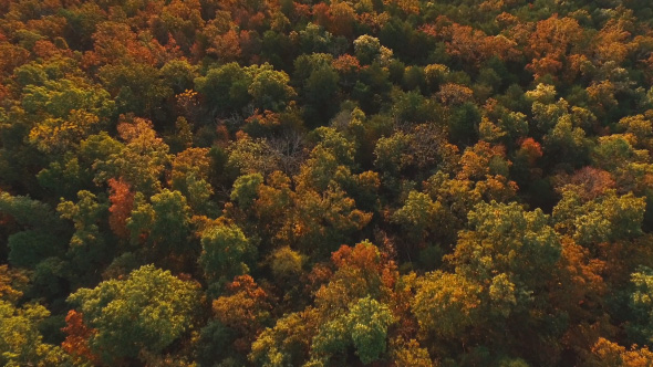 Flying Above Fall Trees at Sunset