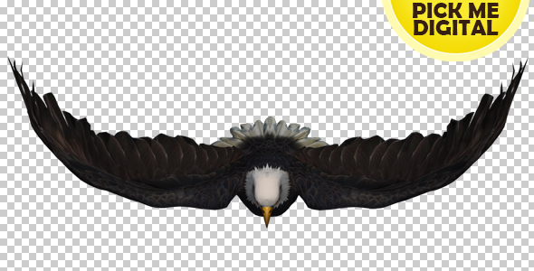 Eagle 02