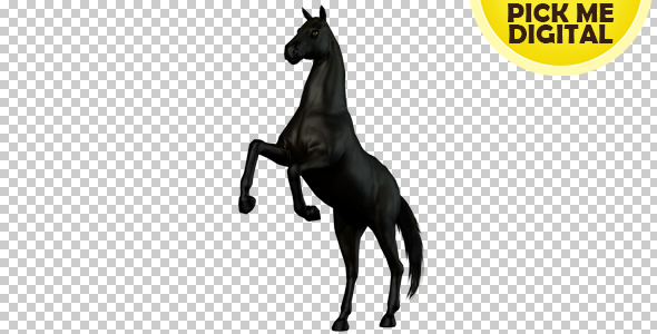 Black Horse Rearing 02