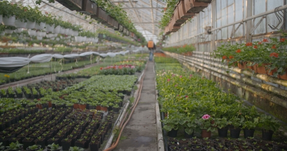 Worker Watering Flowers in