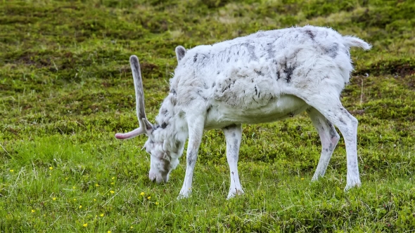 Reindeer