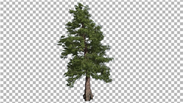 Western Red Cedar Long-Lived Coniferous Evergreen