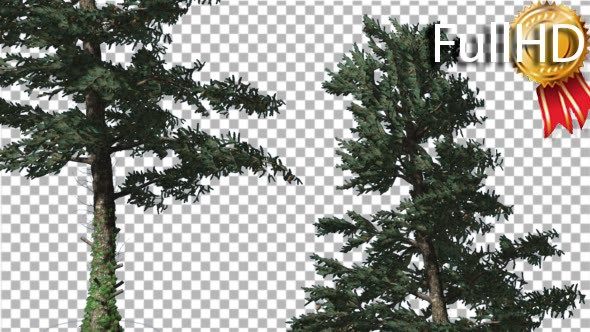 Two White Firs Crown Trunk Coniferous Evergreen