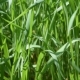 Lush Blades of Green Grass in a Meadow - VideoHive Item for Sale