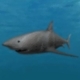 3d Shark - 3DOcean Item for Sale